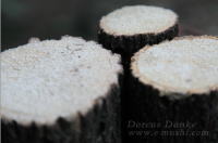 厳選 産卵木 採卵飼育材_イメージ