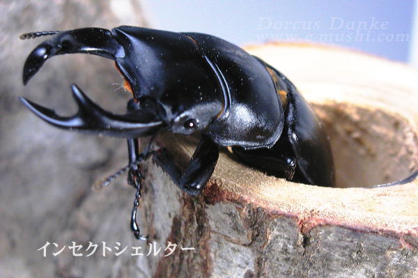インセクトシェルター
