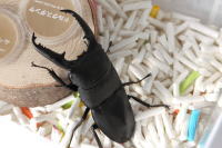 ペパーレット_イメージ