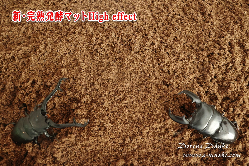 クワガタ採卵昆虫マット