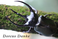 マレーシア産コーカサスオオカブト｜ドルクスダンケ