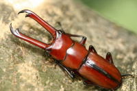 エレガンスクワガタ_イメージ