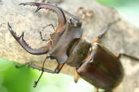 カンターミヤマクワガタ_イメージ