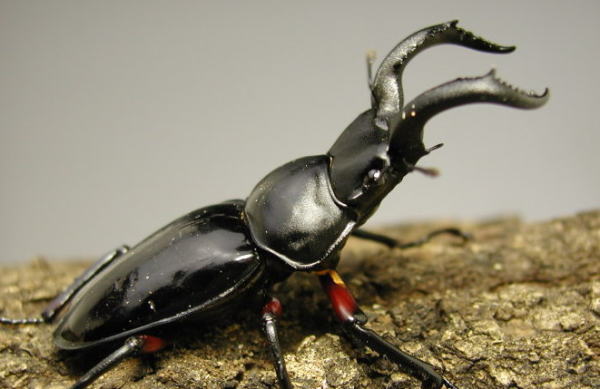 チュウゴククロツヤシカクワガタ