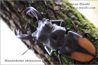 セアカフタマタクワガタ_イメージ