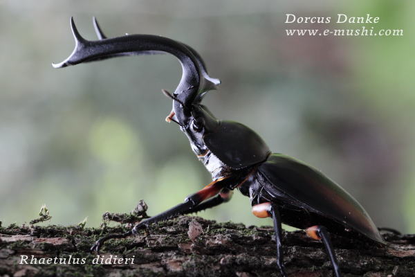 ディディエールシカクワガタ