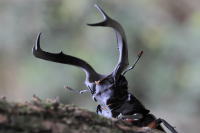 ディディエールシカクワガタ_イメージ