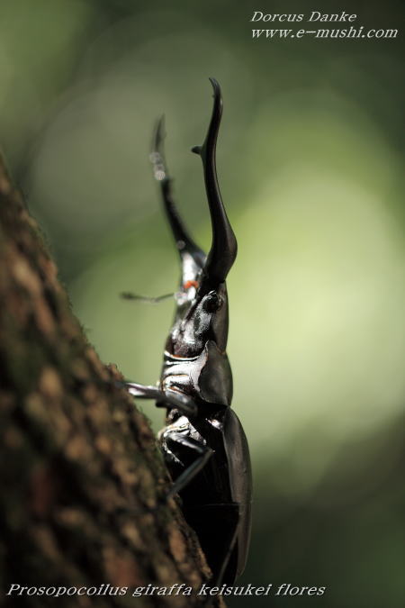 フローレス島産 ギラファノコギリクワガタ☆アウトレット☆