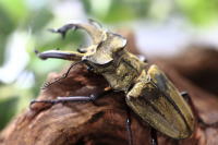 ルニフェル フランシスカ ミヤマ_イメージ