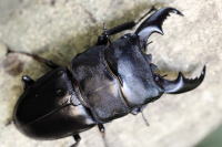 マリンドッケオオヒラタ_イメージ