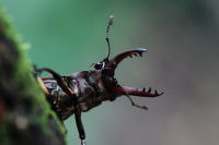 アマミミヤマクワガタ_イメージ