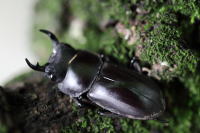 アマミコクワガタ_イメージ