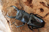 ホーデンフタマタクワガタ_イメージ