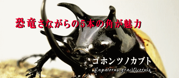 ゴホンヅノカブト｜ドルクスダンケ