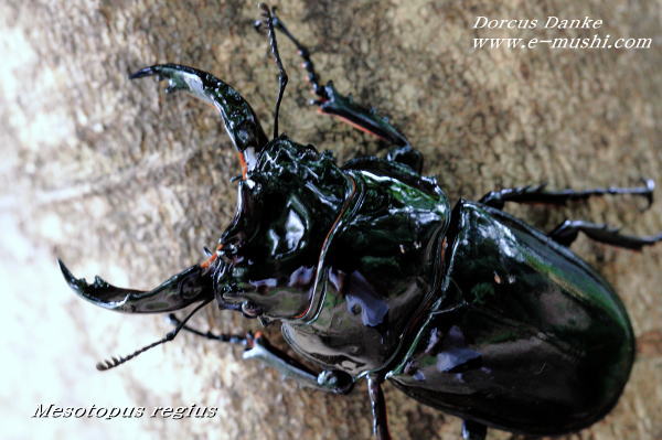 レギウスオオツヤクワガタ｜ドルクスダンケ