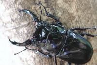 レギウスオオツヤクワガタ_イメージ