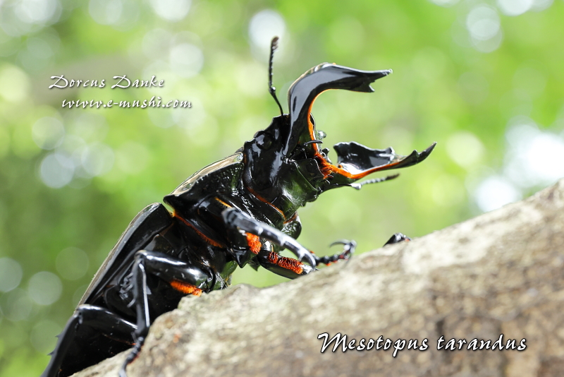 タランドゥスオオツヤクワガタ｜ドルクスダンケ