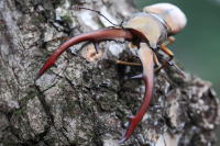 タランドスホソアカクワガタ_イメージ