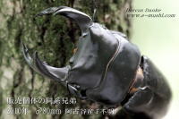 阿古谷産オオクワガタ_イメージ