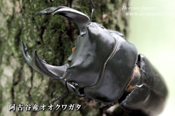 阿古谷産オオクワガタ　♂８０ｍｍ