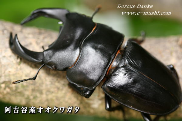 阿古谷産オオクワガタ