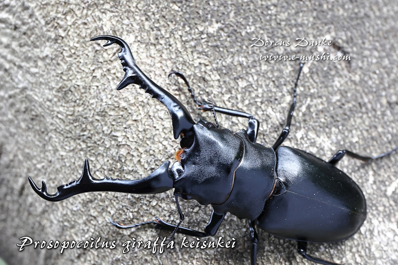 ブリード】フローレス島産 ギラファノコギリクワガタ｜ドルクスダンケ