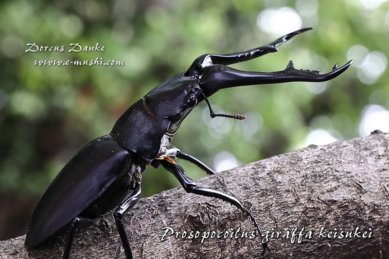 ブリード】フローレス島産 ギラファノコギリクワガタ｜ドルクスダンケ