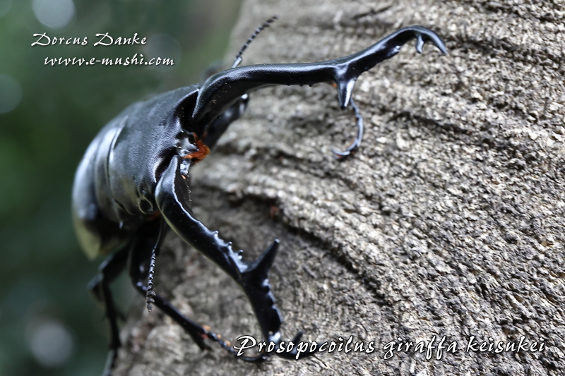 ブリード】フローレス島産 ギラファノコギリクワガタ｜ドルクスダンケ