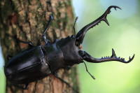 ブリード】フローレス島産 ギラファノコギリクワガタ☆アウトレット☆