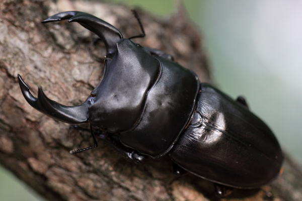 超大型S-KD系統オオクワガタ