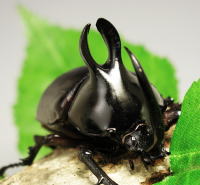 ビルマニクス_イメージ