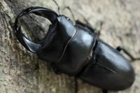 福建省北峰産ホーペ(ホペイ)_イメージ