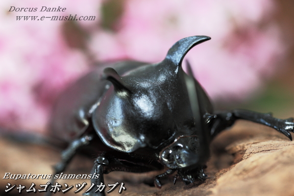 シャムゴホンヅノカブト｜ドルクスダンケ