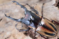 ファブリースノコギリクワガタ タカクワイ_イメージ