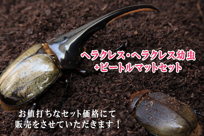 ビートルマット＆ヘラクレスオオカブト幼虫 飼育セット☆お値打ちな