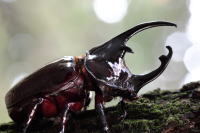 ケンタウルスオオカブト_イメージ