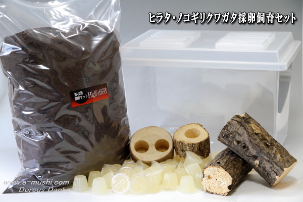 ヒラタ・ノコギリクワガタ採卵飼育セット_イメージ
