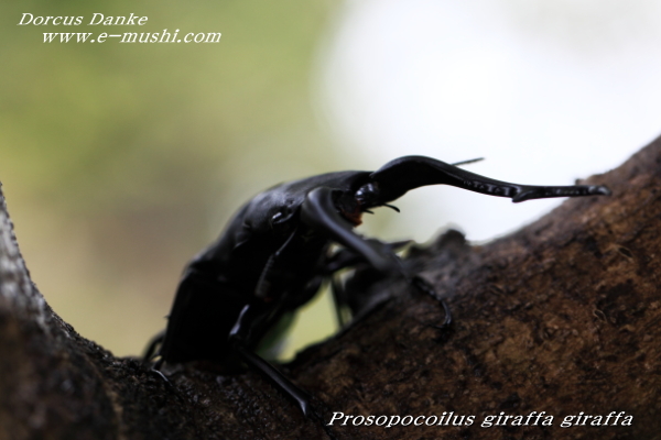 インド産ギラファノコギリクワガタ・原名亜種｜ドルクスダンケ