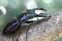 アチェ産スマトラオオヒラタ_イメージ