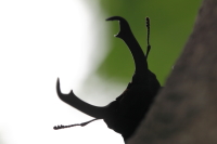 コクワガタ_イメージ