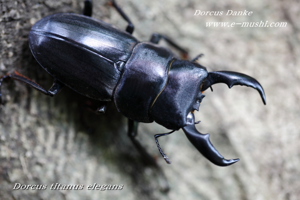 アマミヒラタクワガタ