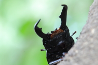 アマミヒラタクワガタ_イメージ