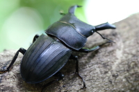 スジブトヒラタクワガタ_イメージ