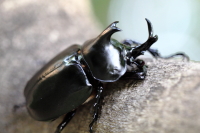 ダビディスカブト_イメージ