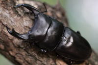 スティーブンスツヤクワガタ_イメージ