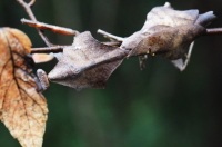 ヒシムネカレハカマキリ_イメージ