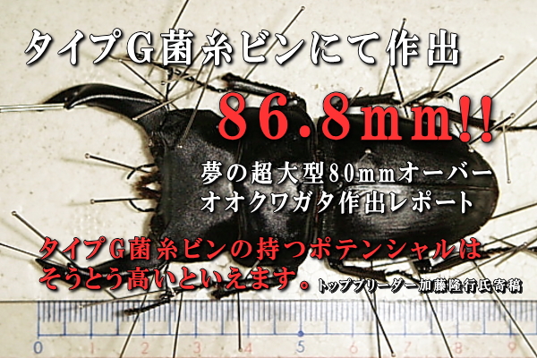 菌糸ビン｜ドルクスダンケ