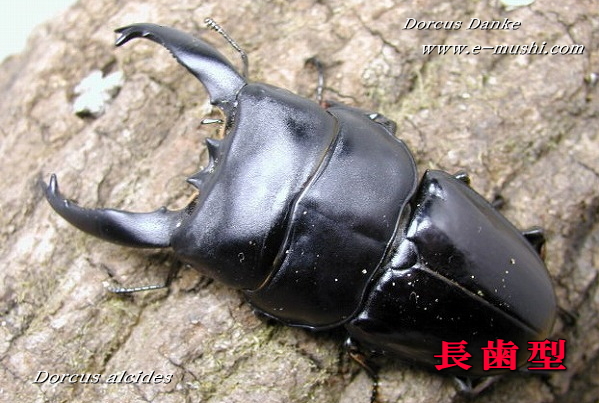 ☆特別価格☆アルキデスオオヒラタクワガタ 複数ペアセット