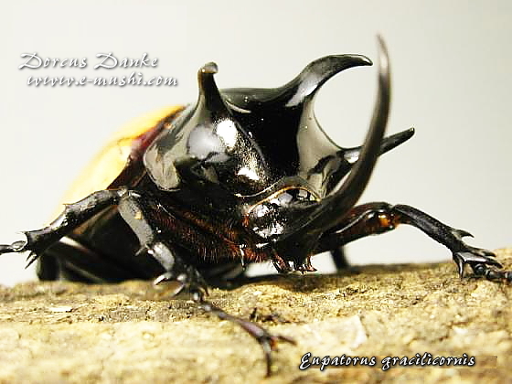 ゴホンヅノカブト