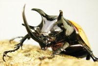 ゴホンツノカブト_イメージ